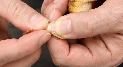 68546415aaa015f973995140 captura de pantalla 2025 06 19 a la(s) 1.23.27 p.m. p 500