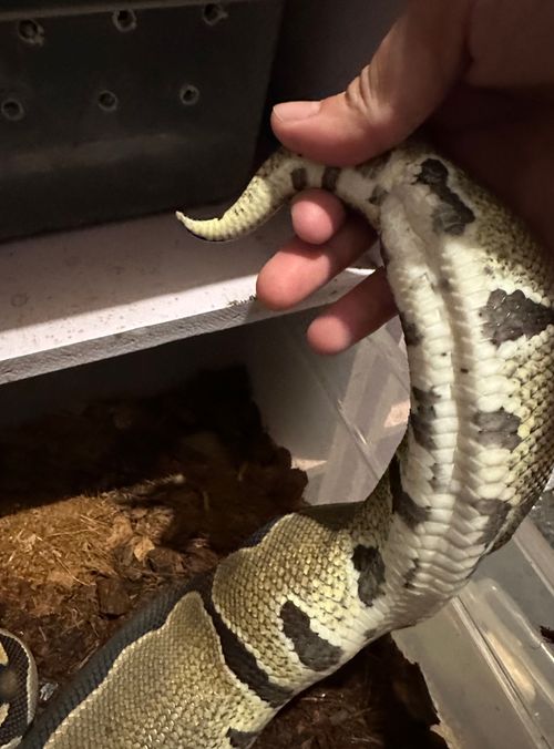 685d8938727fd42a839b818b cola en ovulación p 500 (1)