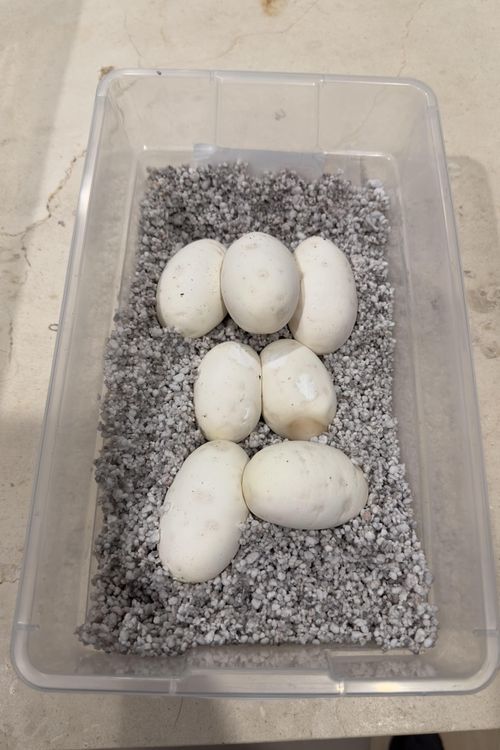 685d92f51107c978da88f81b img 0829 (1) min p 500