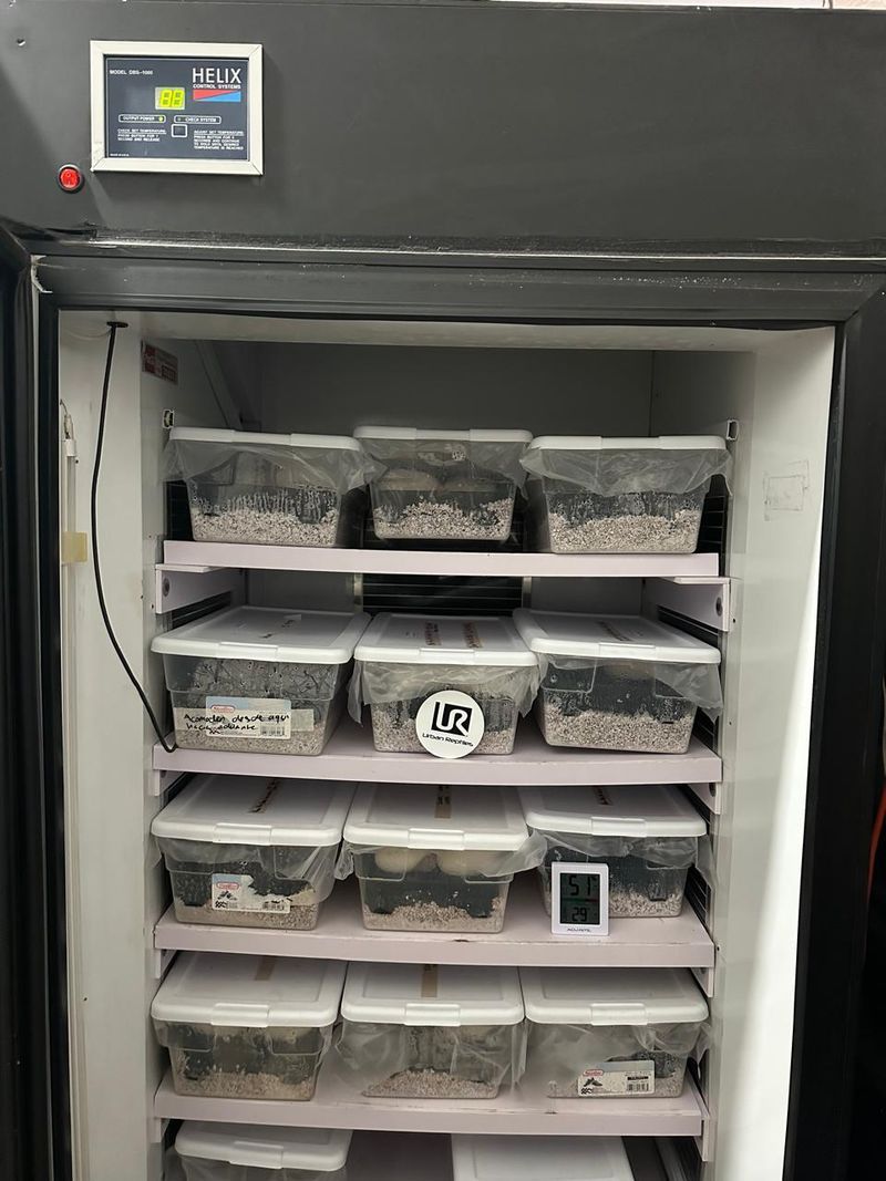 685de98e1f68352e3073ffd5 whatsapp image 2025 06 26 at 18.44.19 p 800