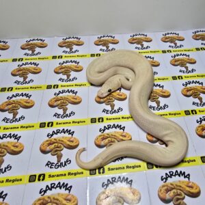 1.0 Clown Banana Lesser Pastel