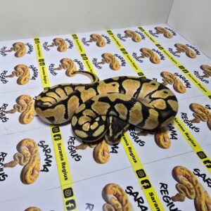 1.0 OD Yb Pastel Het Clown