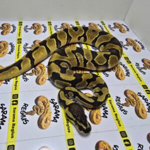 1.0 Leopard Enchi  Het Albino
