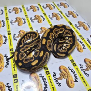 0.1 BP cinnamon Het Albino