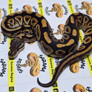 0.1 BP Cinnamond het albino