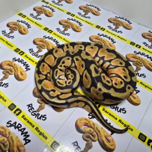 0.1 OD Pastel YB Het clown