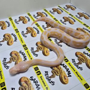 0.1 Cinny Albino Gemela