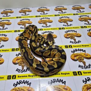 1.0 OD Pastel Het Clown