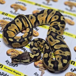 0.1 Pastel het Clown