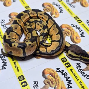 1.0 OD Pastel Enchi Dh Albino Clow