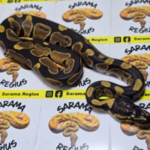 1.0 Nominal het Albino