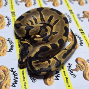 0.1 Leopard BP Het Albino