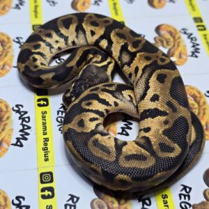 0.1 Leopard BP Het Albino