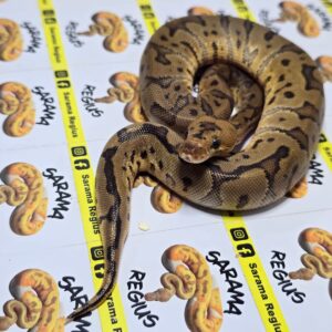 0.1 Clown Leop Fire pastel YB HGW