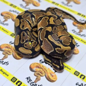 1.0 Nominal het clown