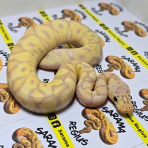 0.1 Clown Banana Pastel