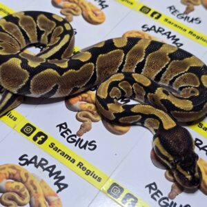 0.1 Nominal het clown