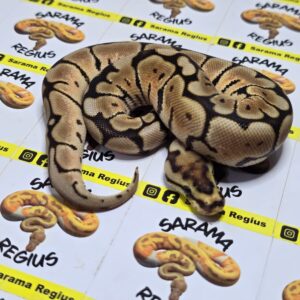 0.1 Queenbee bp leop het albino