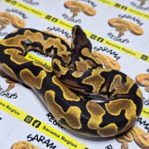 1.0 OD YB Leop Het Clown