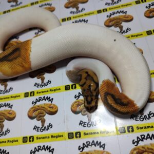 1.1 Pied Chocolate het clown