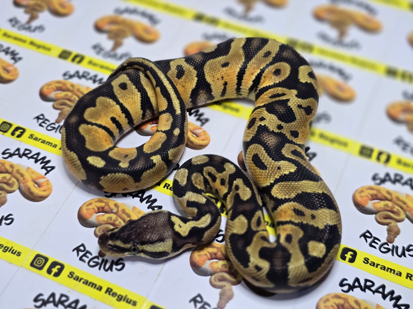 1.0 od pastel het clown