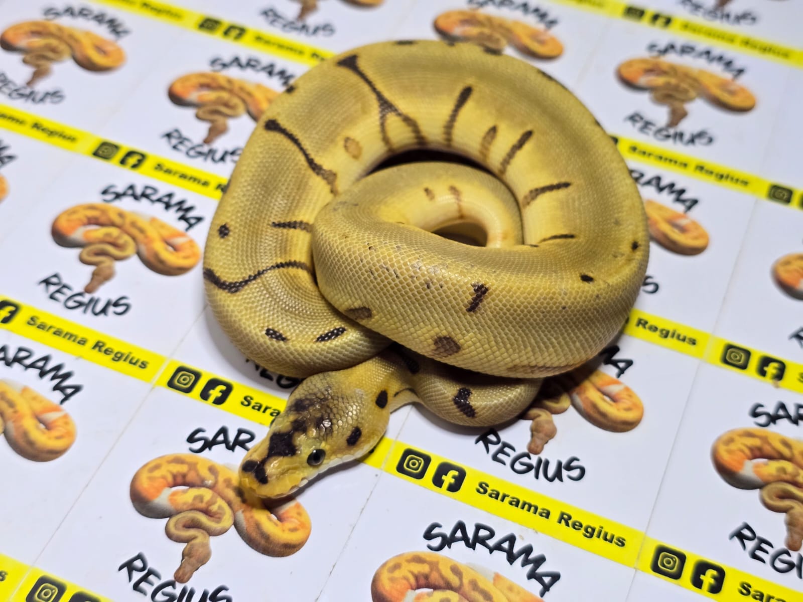 0.1 clown leop fire pastel yb hgw