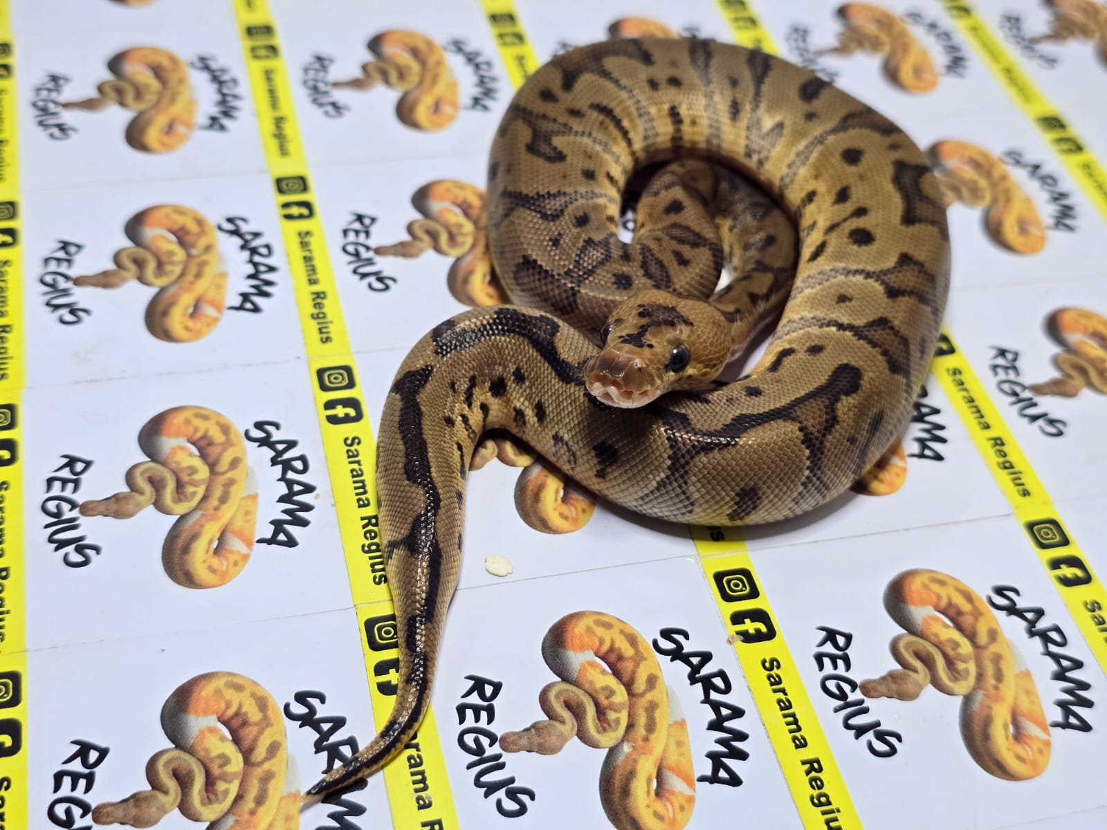 0.1 leopard bk het albino