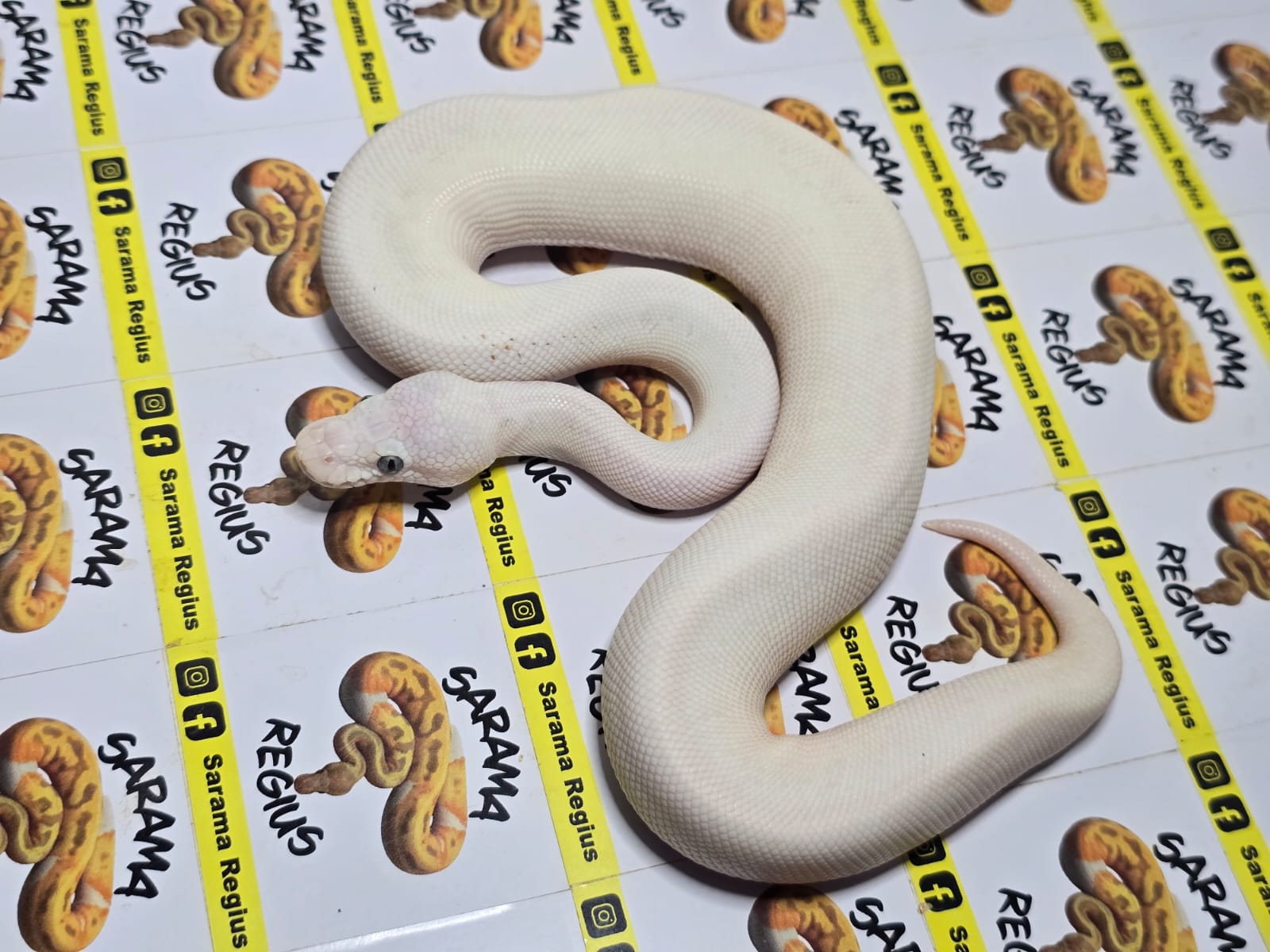 0.1 banana pastel clown