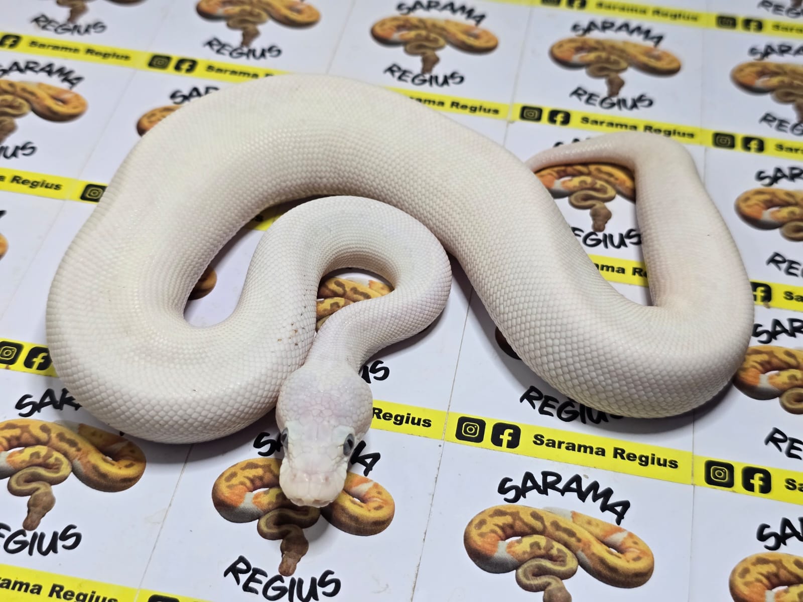 0.1 banana pastel clown