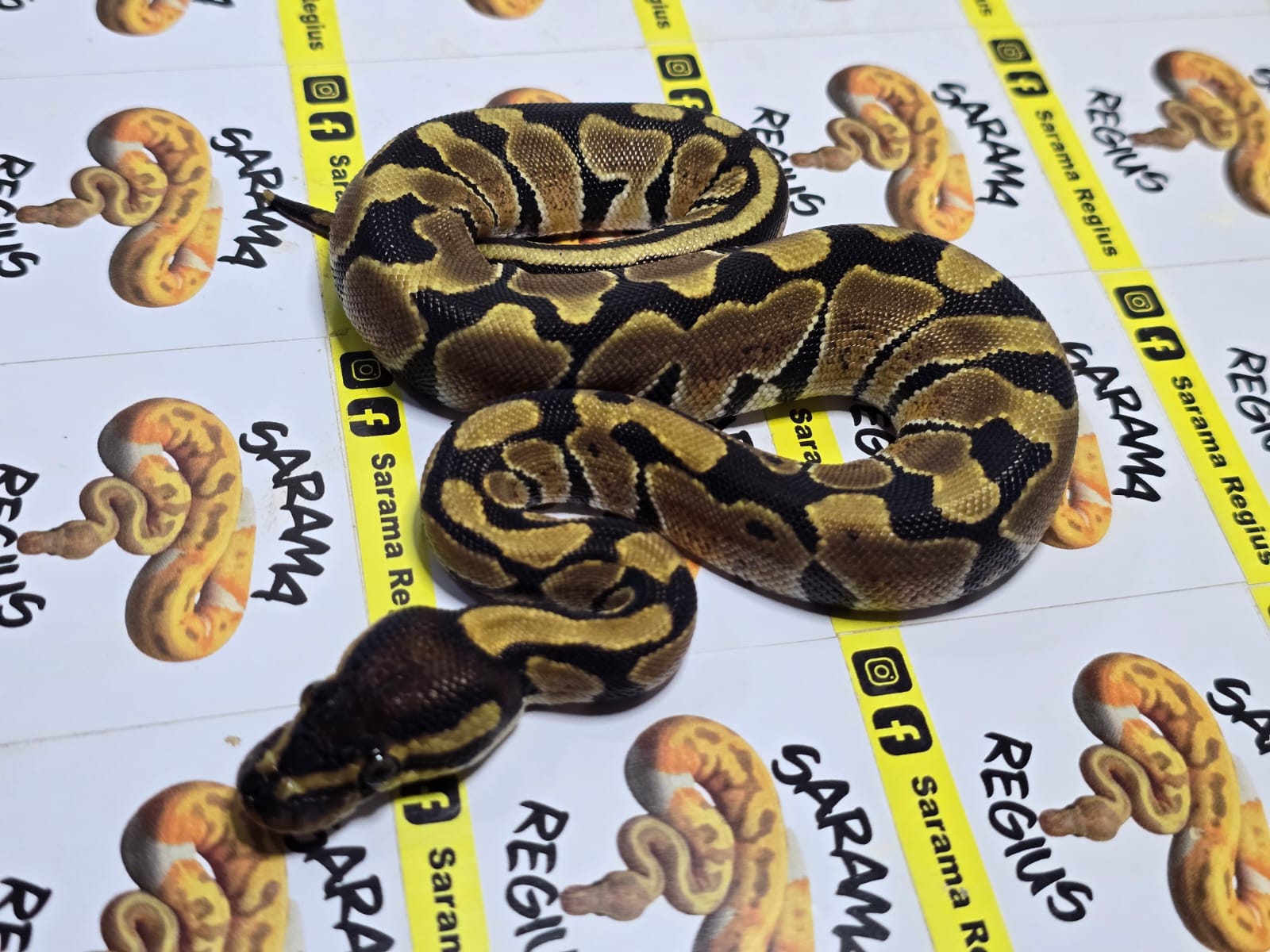 0.1 pastel yb het clown