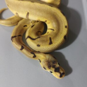 0.1 Spinner Leo Pastel Het Albino