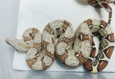 0.1 VPI POSS HET ANERY S/S