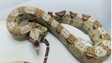 1.0 VPI POSS HET ANERY S/S