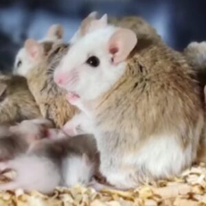 alimento premium vivo o congelado