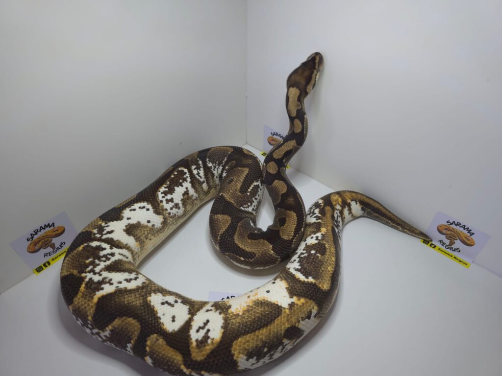 Hypo Black Patel Hurricane