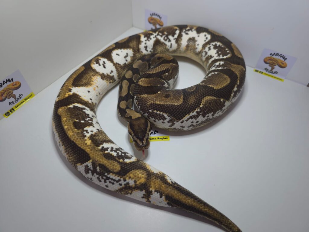 Hypo Black Patel Hurricane