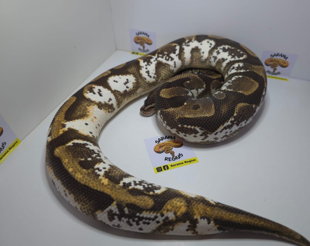 Hypo Black Patel Hurricane