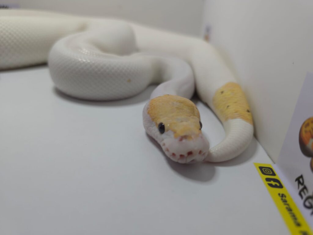 Banana Pied
