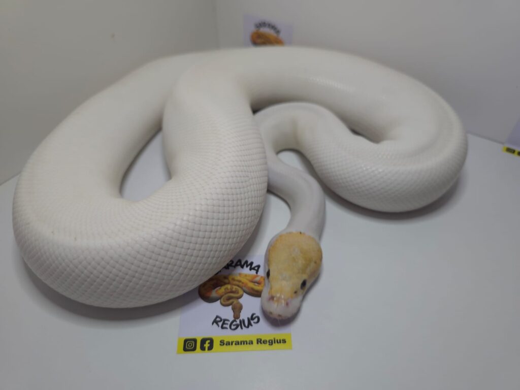 Banana Pied
