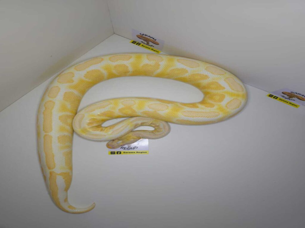 Cinnamon Pastel Albino