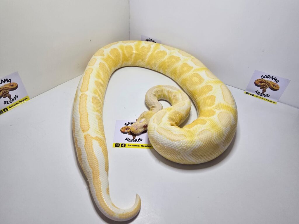 Cinnamon Pastel Albino