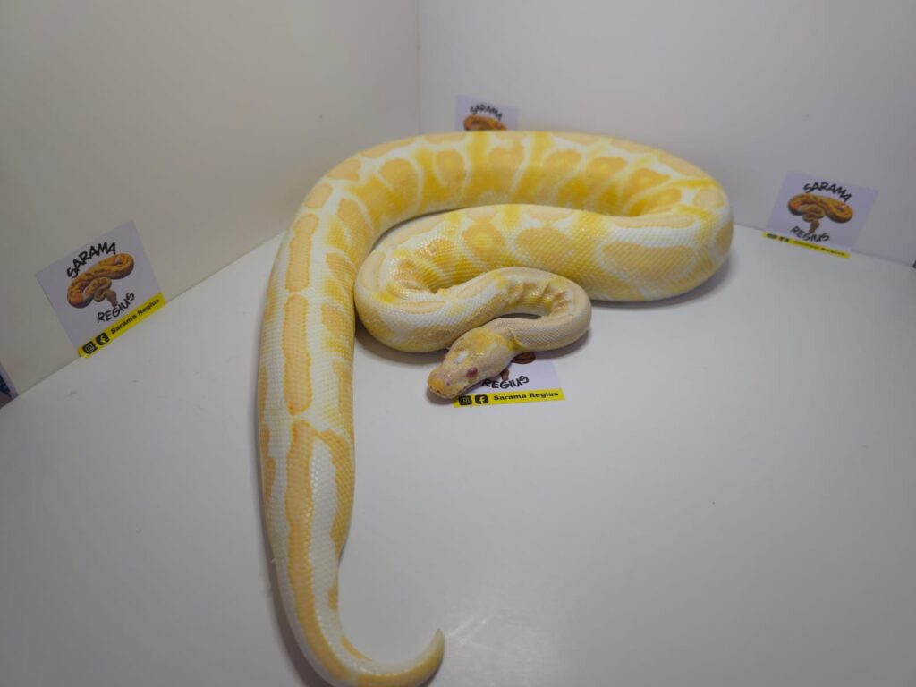 Cinnamon Pastel Albino