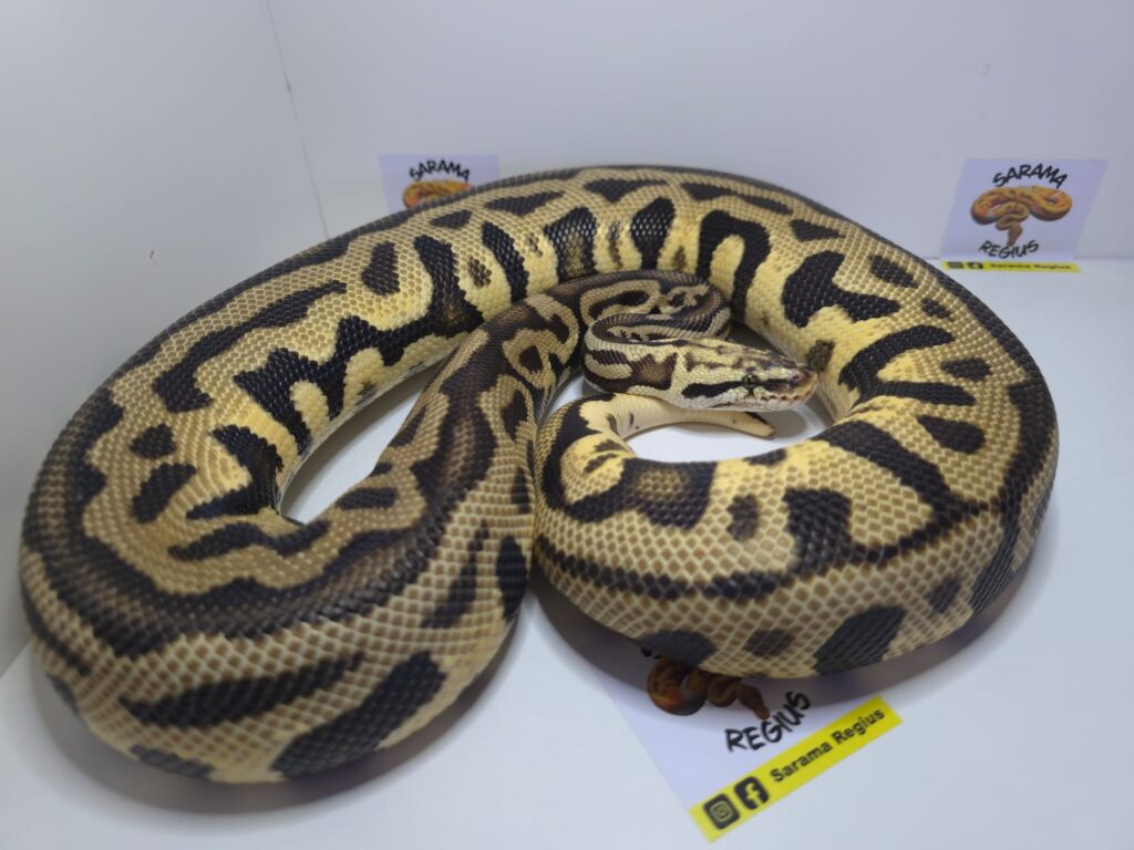 Spodnose Leop Pastel DH Clown