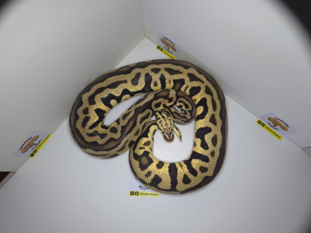 Spodnose Leop Pastel DH Clown