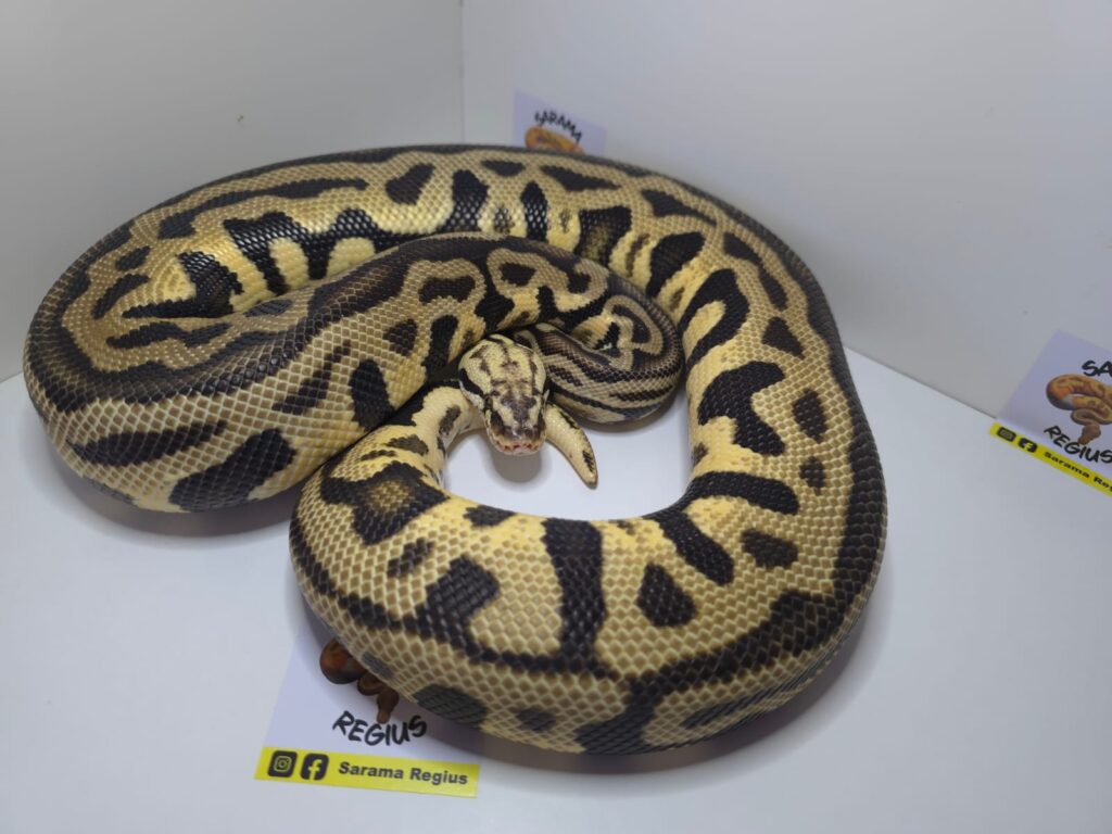 Spodnose Leop Pastel DH Clown