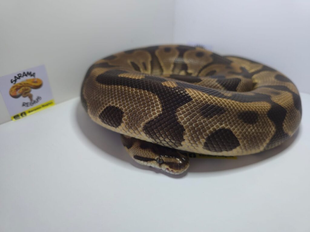 Leop BP het Albino