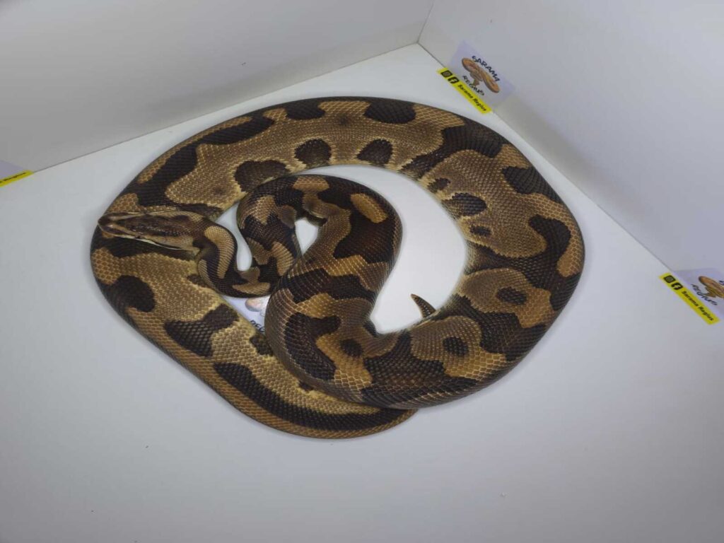 Leop BP het Albino