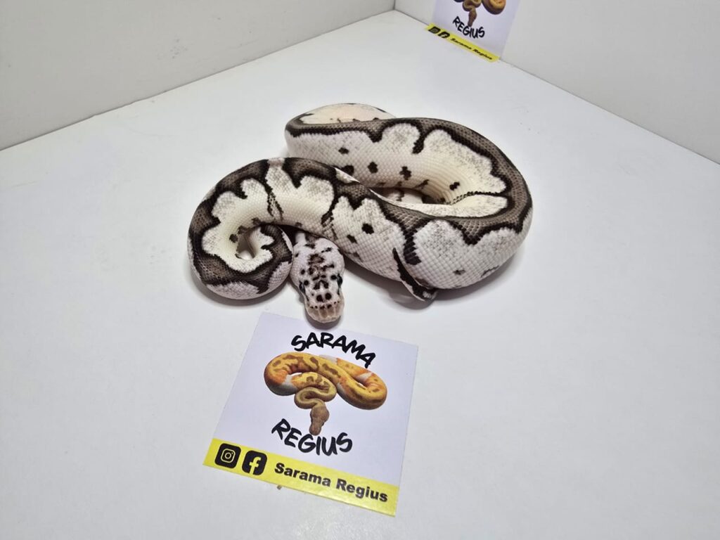 Clown Axanthin VPI Pastel S.Blade