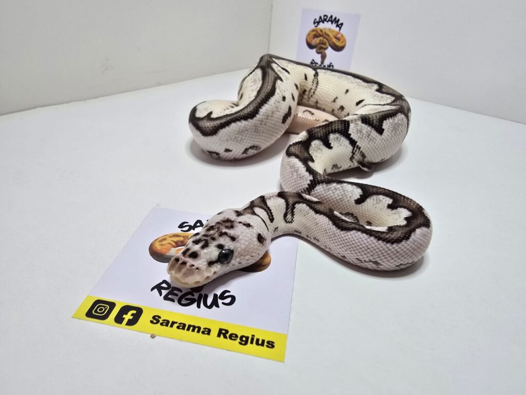 Clown Axanthin VPI Pastel S.Blade