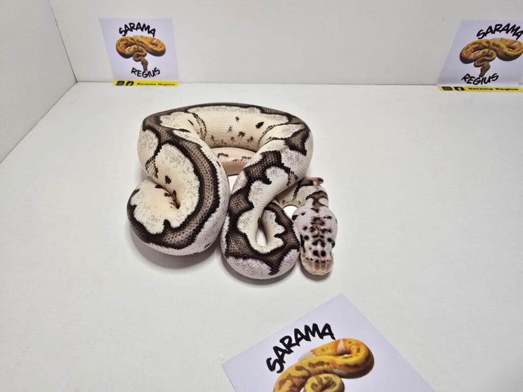 Clown Axanthin VPI Pastel S.Blade